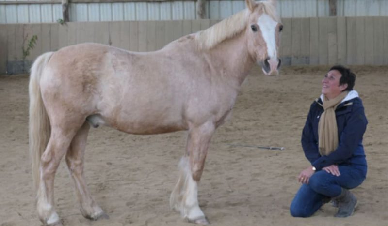 formation-equicoaching-2