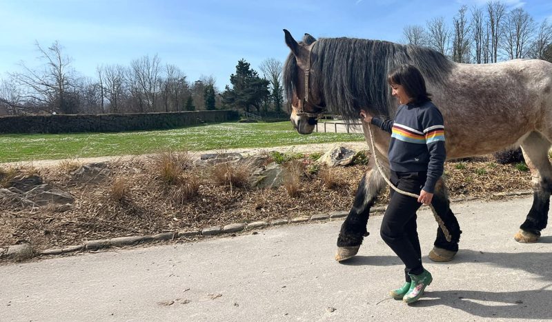 équicoaching niveau 2